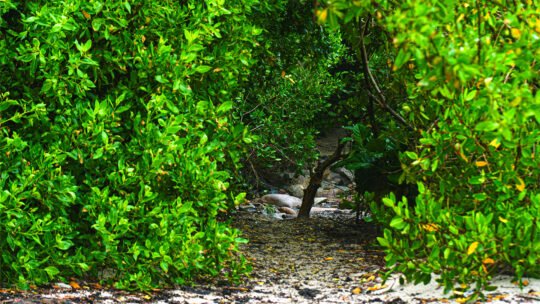 Tropical vegetation lining the access trail to Playa La Lancha