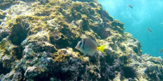 Marietas Islands Snorkel
