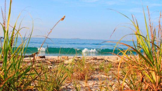 Beach-level view of waves and coastal vegetation at La Lancha
