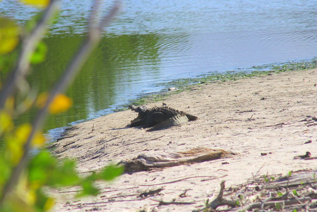 Crocodile on the beach, ecosystem in La Lancha