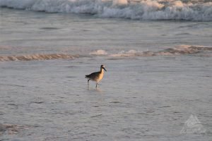 sandpiper on burros beach