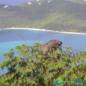 Places like Sayulita? San Pancho! Famous for its iguanas...