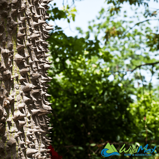 Sacred thorny ceiba tree in Sayulita, Nayarit