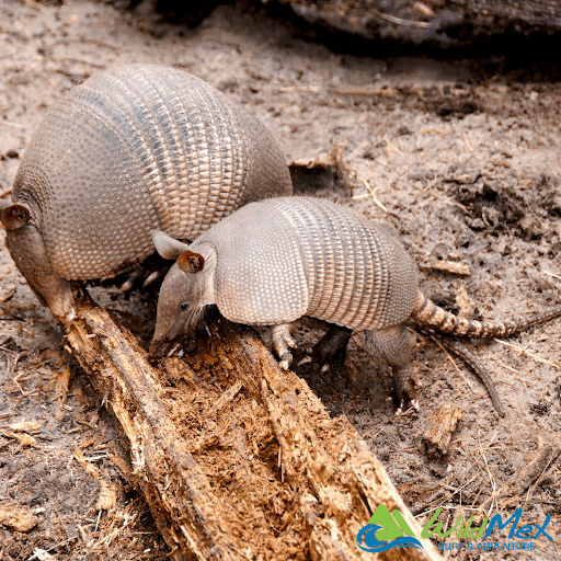 Los armadillos de nueve bandas son divertidos de ver en las caminatas por la selva en Punta Mita