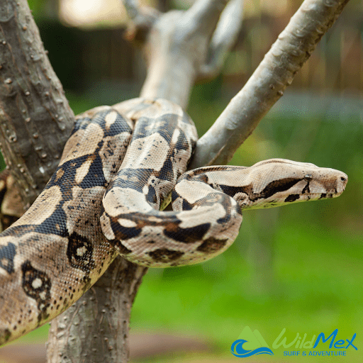 Cuidado con la Boa Constrictor de gran tamaño durante las caminatas por la selva en Sayulita