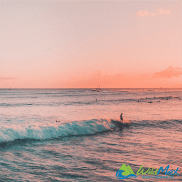 Surfing in La Lancha at sunset couldn’t get much dreamer than this… Choose from our range of 300+ boards at our local Surf Board Rental in Punta Mita. 