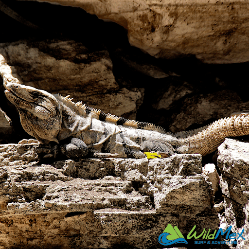 No pierdas de vista a la iguana verde de cola espinosa mientras haces senderismo en Punta Mita