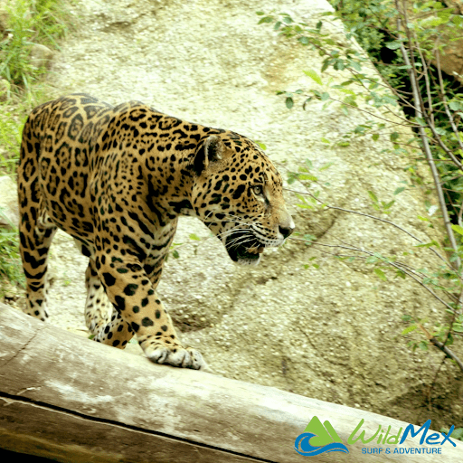El jaguar es el tercer animal más grande del mundo y ha sido visto en las caminatas por la selva en Punta Mita.
