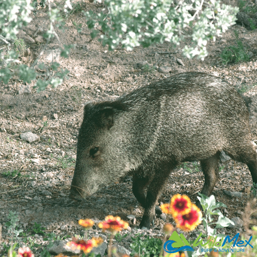 El senderismo en San Pancho también puede presentarle la Javalina