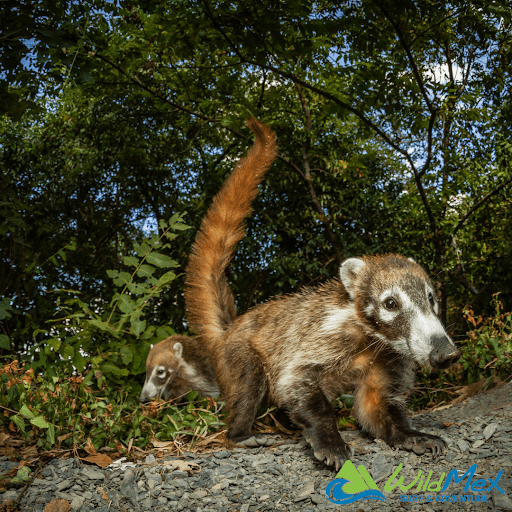 Coatí de nariz blanca mientras hace senderismo en Punta Mita