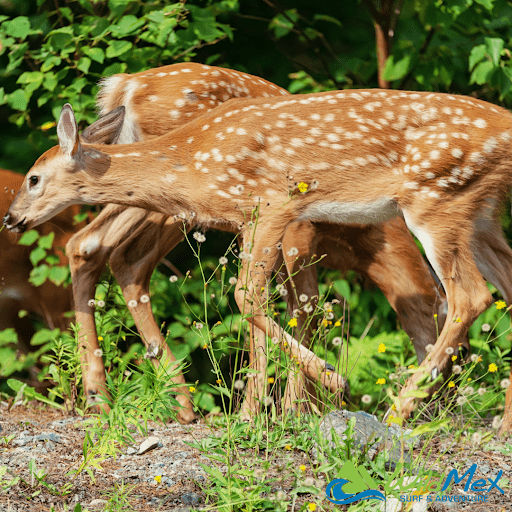 White-tailed deer is a must-see animal while Hiking in San Pancho