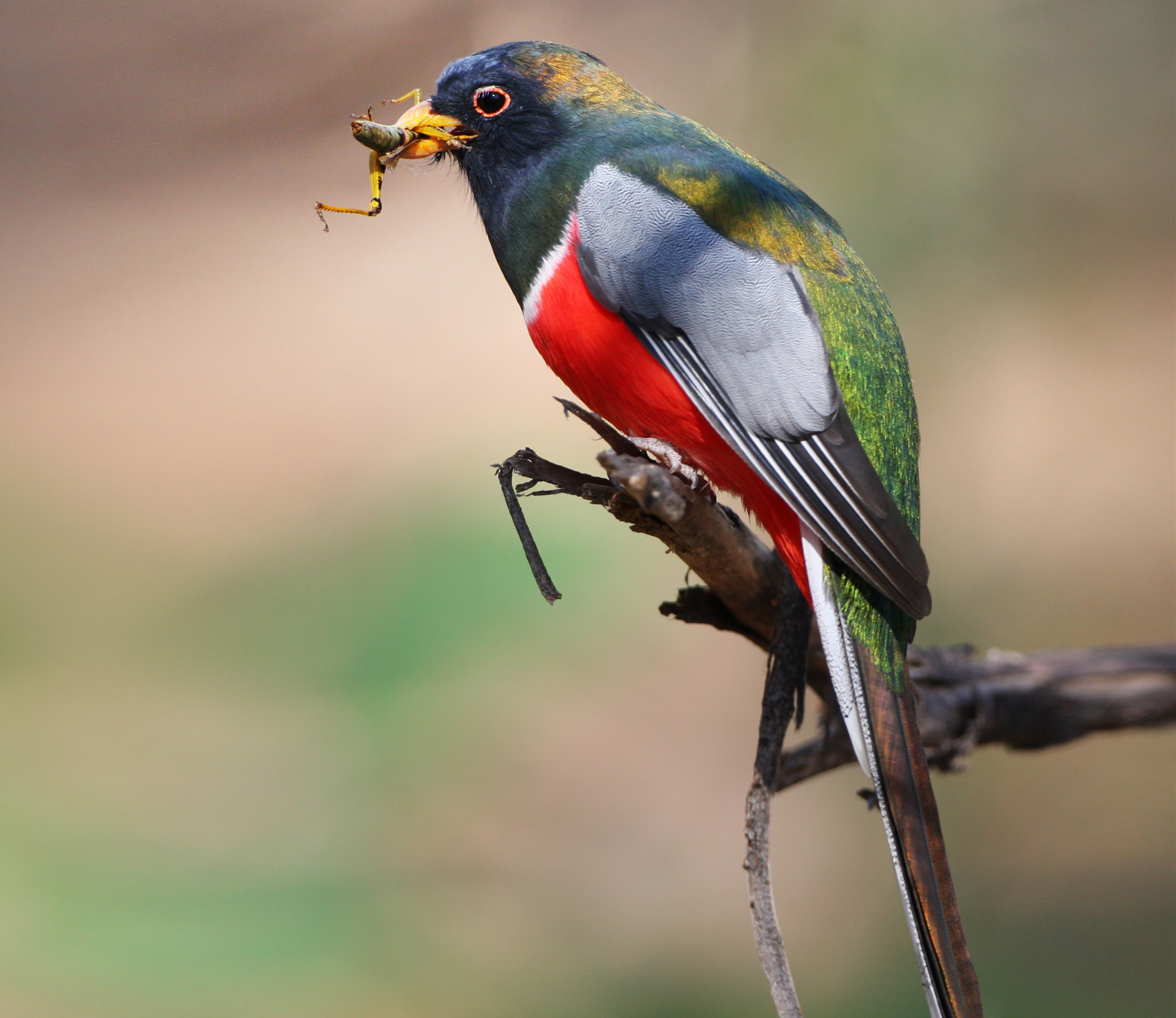 The Elegant Trogon is an amazing sight to see during hikes in Sayulita for its beautiful 