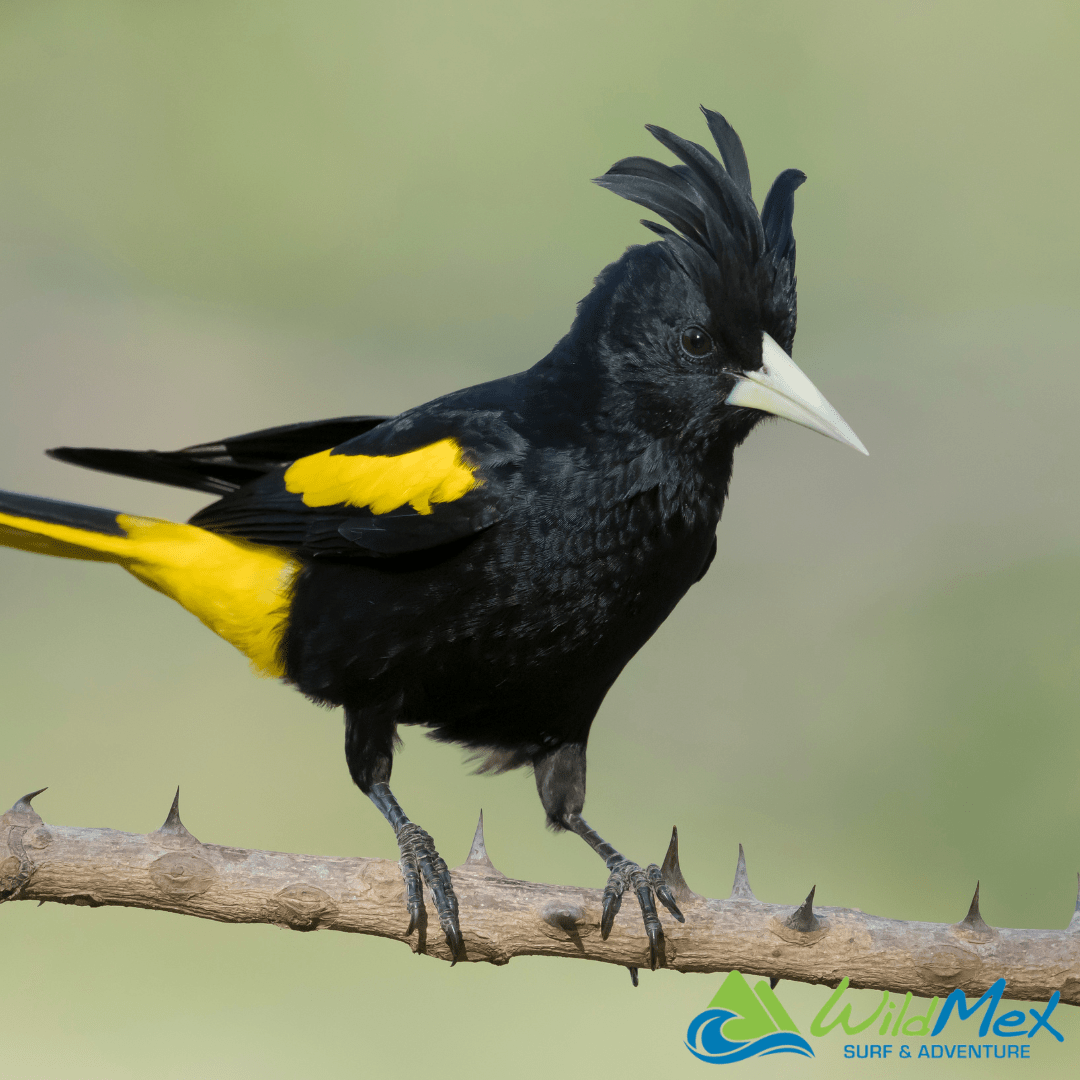 The Yellow-winged Cacique is fun to spot on various hikes in Sayulita