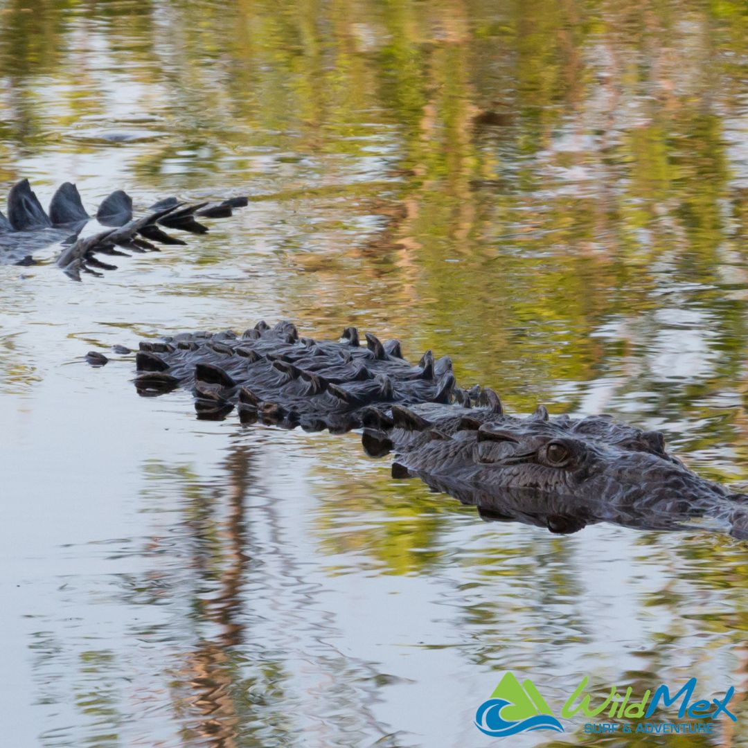 Our surfing La Lancha mangroves have some hidden secrets!