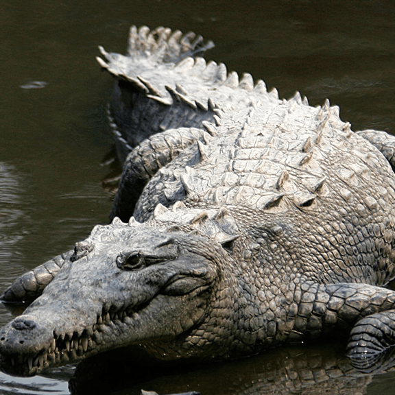 Wanna meet a croc up close? Check out the best time to surf in La Lancha.