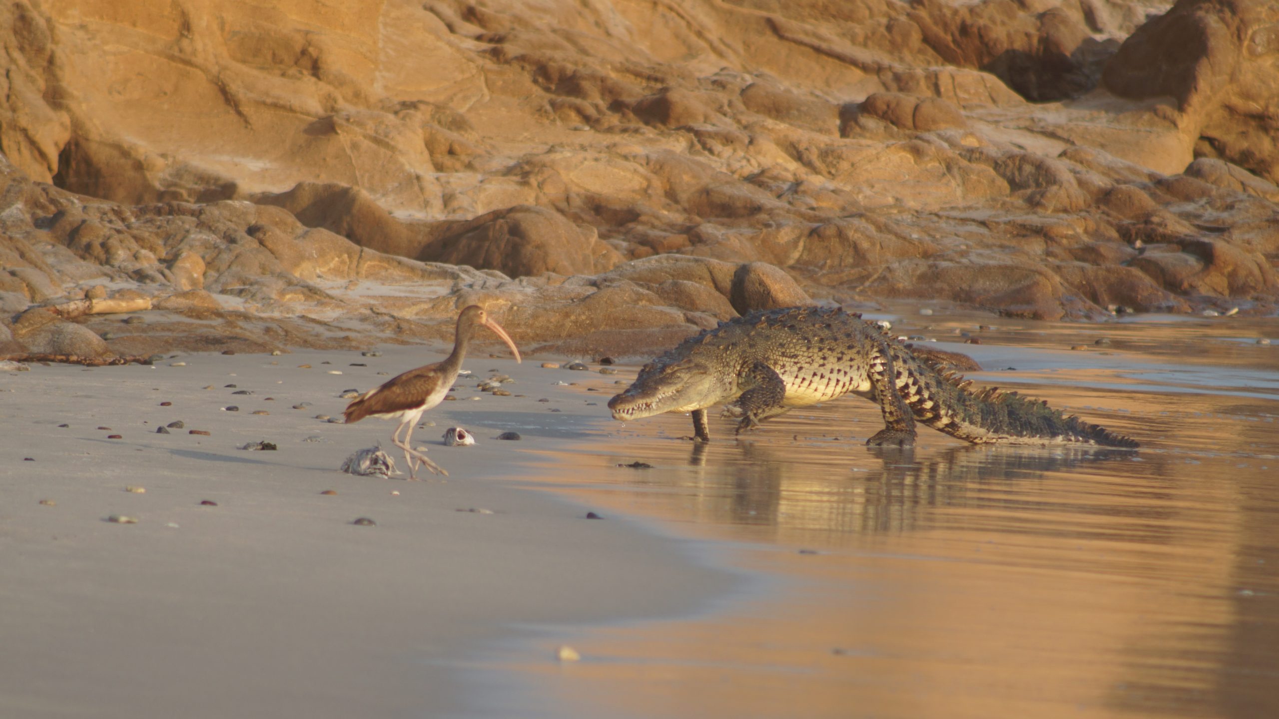 Are you picky about what’s on your plate? Our local crocs aren’t! But, what do these big guys have for lunch? This is a question we see all the time - and don’t worry, you’re not  on the list!  Typically, the La Lancha crocodiles feed on nearby fish, birds, and anything else they can find in the mangroves. These creatures don’t have a complicated shopping list! It’s  all about ease and searching the mangroves for food.