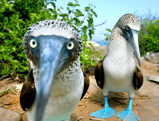 Beautiful blue-footed boobies at Marieta Islands.