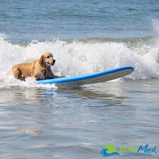 Don’t wanna be in the dog house? When learning to Surf in Mexico, learn surfing etiquette first! 