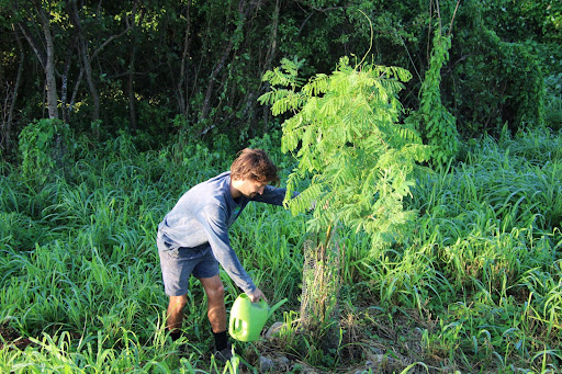 WildMex Volunteers: Reforestation Sayulita and Punta Mita