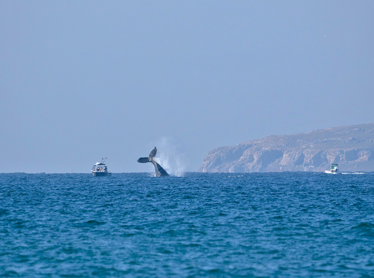 Humpback whale tail diving into the Pacific Ocean, captured from a surf spot in La Lancha, Punta de Mita.