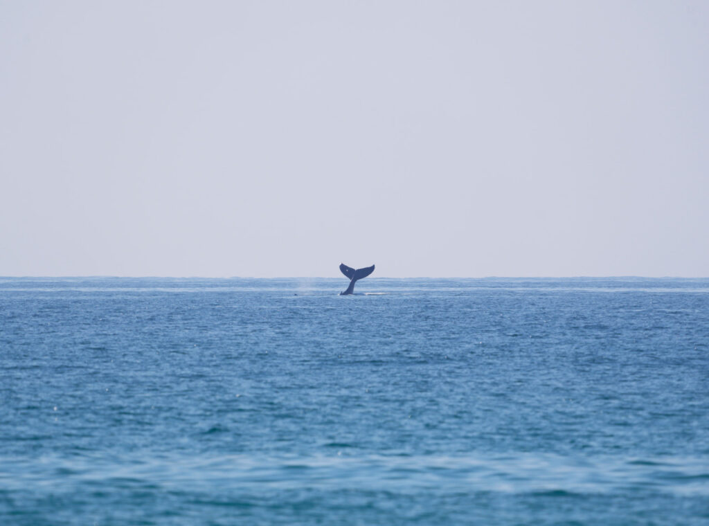 Distant humpback whale tail entering the ocean at La Lancha surf break in Punta de Mita, Mexico.