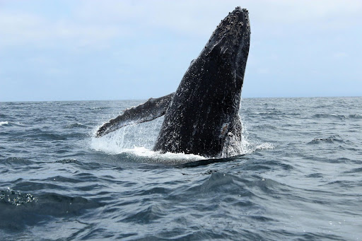 Surfing and Whales: Whale Watching at La Lancha, Punta de Mita 