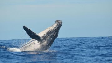 Surfing and Whales: Whale Watching at La Lancha, Punta de Mita