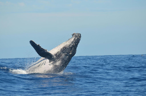 Surfing and Whales: Whale Watching at La Lancha, Punta de Mita