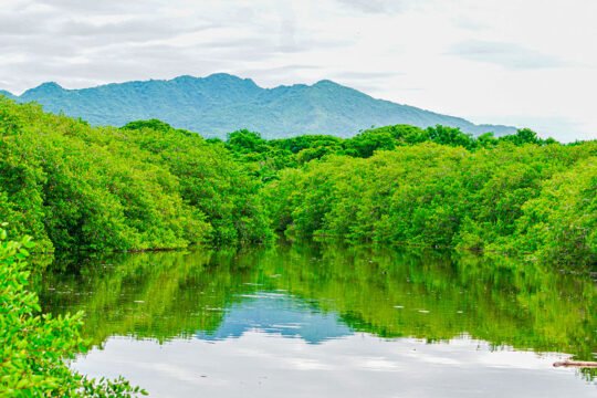 Lush estuary near La Lancha beach