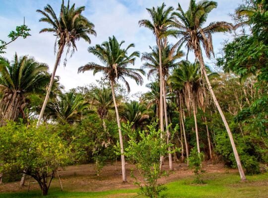 Palm trees and blue sky above jungle trail in Sayulita
