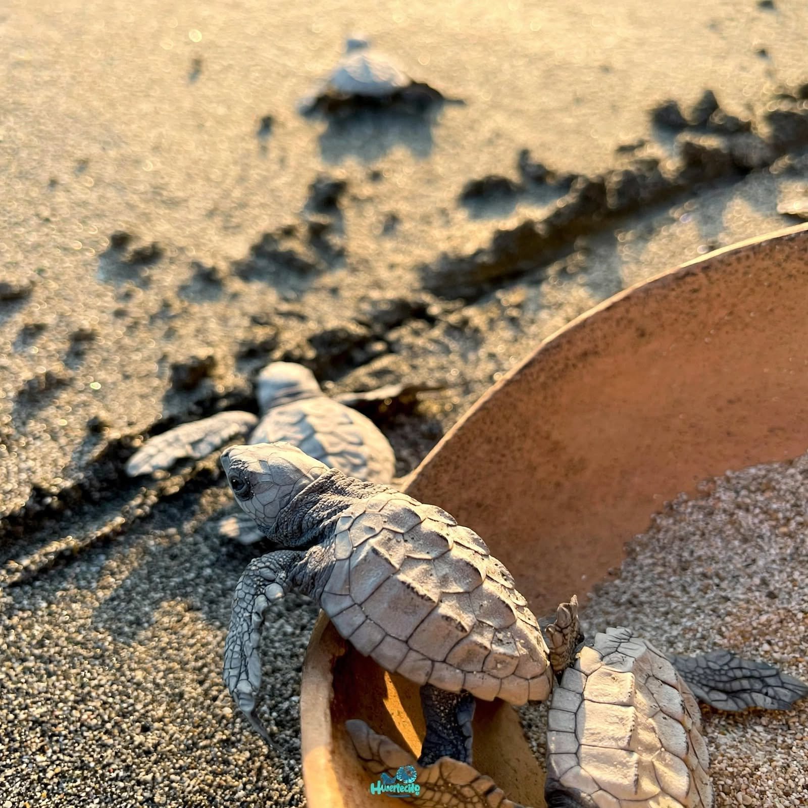 Turtle release San Pancho