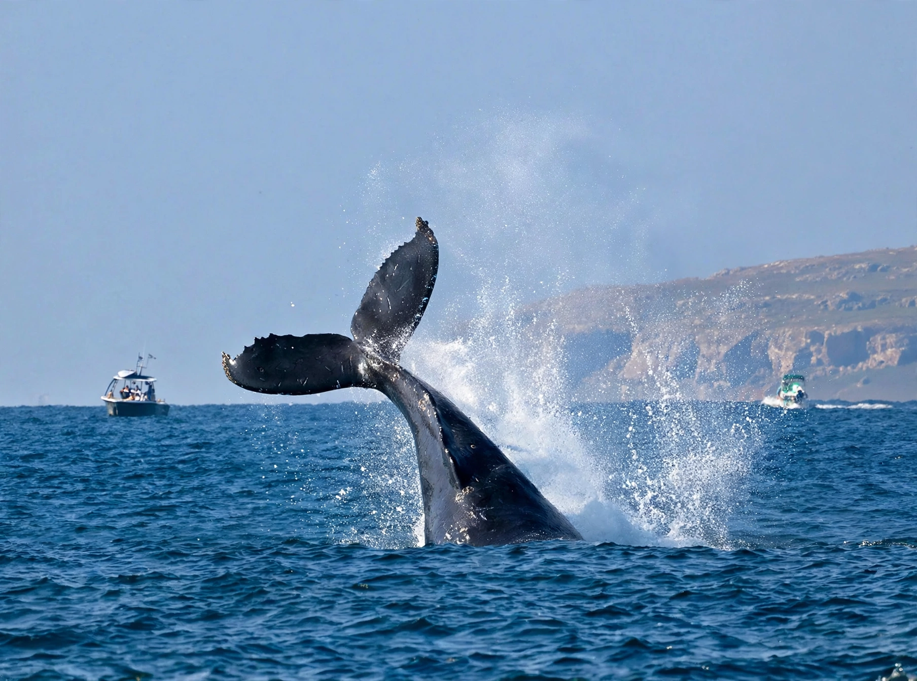 Whale watching