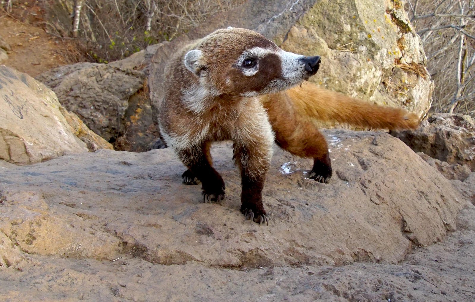 A white-nosed coati standing on a rocky trail overlook near Sayulita during a guided jungle hike.